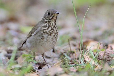 Gray-cheeked Thrush