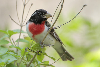 Rose-breasted Grosbeak