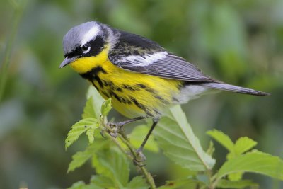 Magnolia Warbler