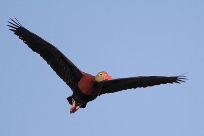 Black-bellied Whistling-Duck