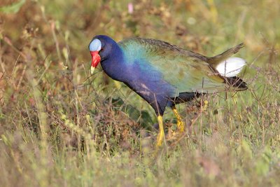 Purple Gallinule