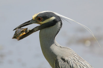 Yellow-crowned Night-Heron w/Turtle