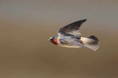 Cliff Swallow