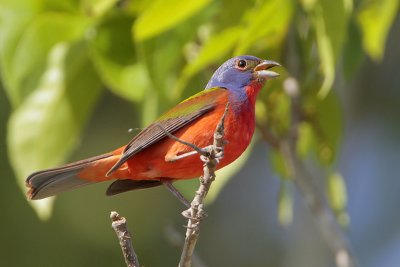 Painted Bunting