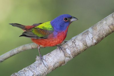 Painted Bunting