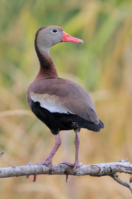 Black-bellied Whistling-Duck