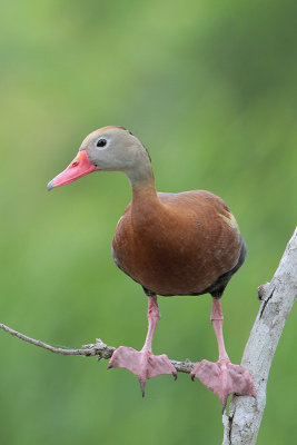 Black-bellied Whistling-Duck