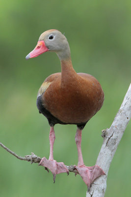 Black-bellied Whistling-Duck