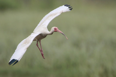 White Ibis