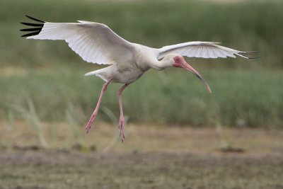 White Ibis