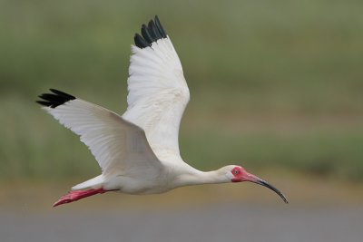 White Ibis