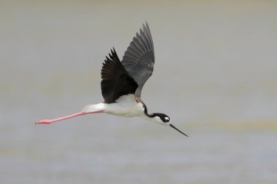 Black-necked Stilt