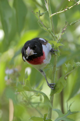 Rose-breasted Grosbeak