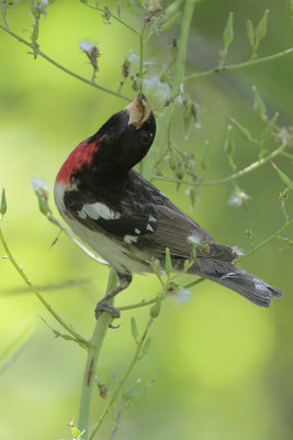 Rose-breasted Grosbeak