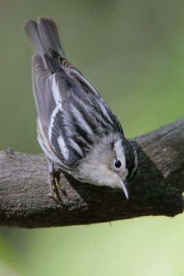 Black-and-white Warbler