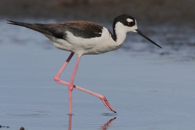 Black-necked Stilt