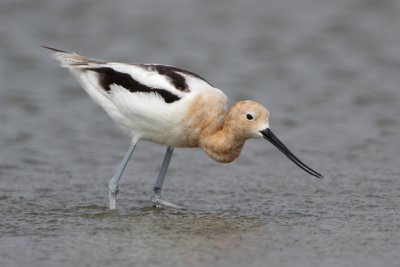 American Avocet