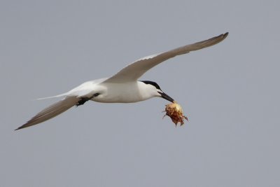 Sandwich Tern
