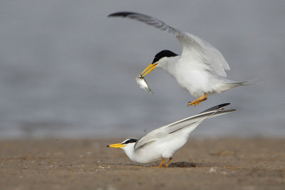 Least Tern