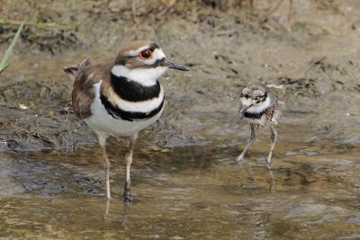 Killdeer