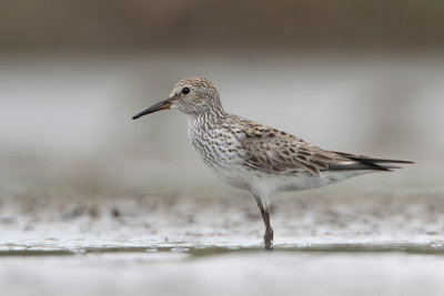 White-rumped Sandpiper