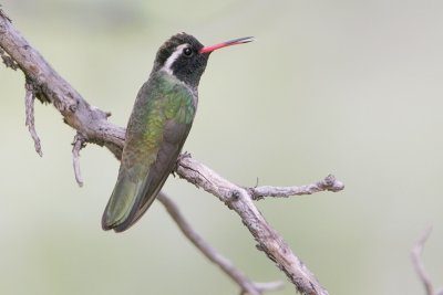 White-eared Hummingbird