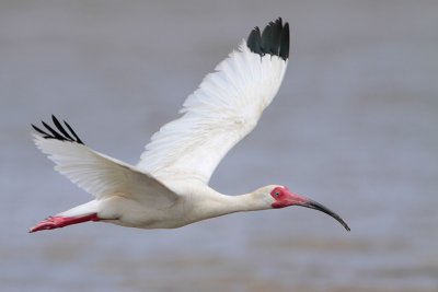 White Ibis