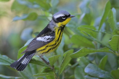 Magnolia Warbler