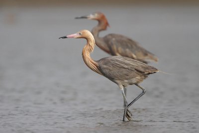 Reddish Egret