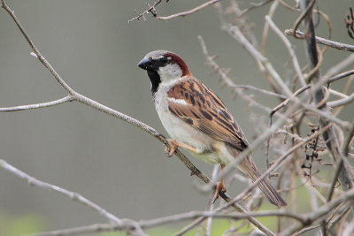 House Sparrow