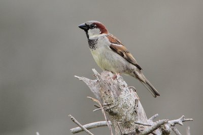 House Sparrow