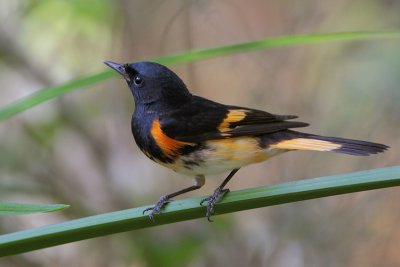 American Redstart