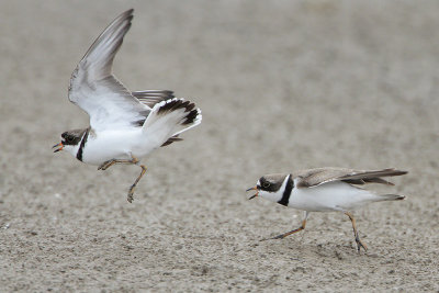 Semipalmated Plover
