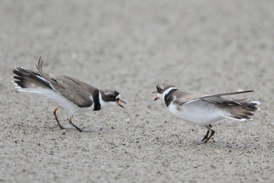 Semipalmated Plover