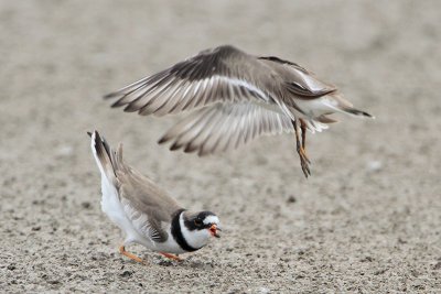 Semipalmated Plover