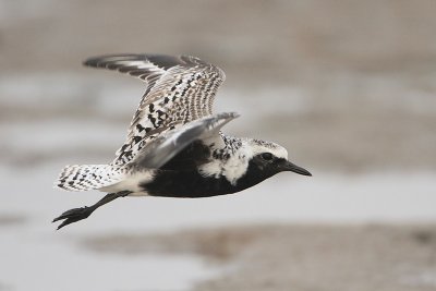 Black-bellied Plover