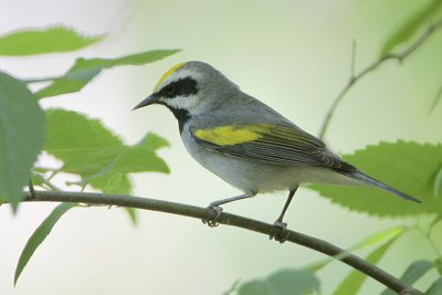 Golden-winged Warbler