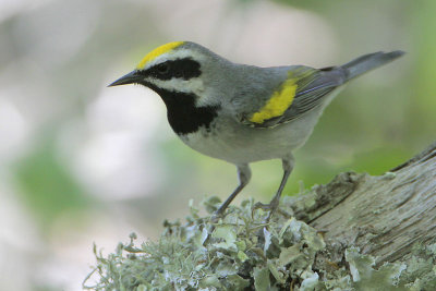 Golden-winged Warbler