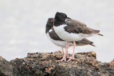 American Oystercatcher