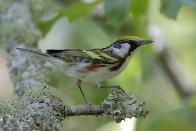 Chestnut-sided Warbler