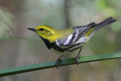 Black-throated Green Warbler