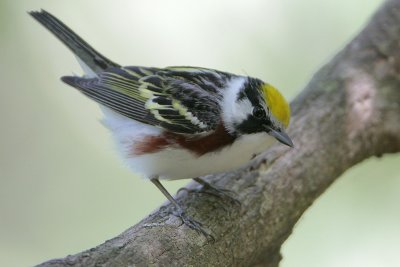 Chestnut-sided Warbler