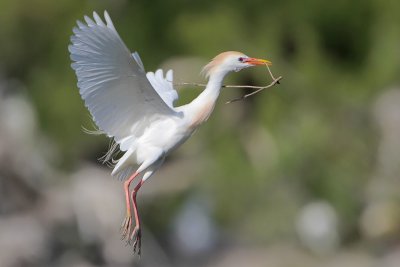 Cattle Egret