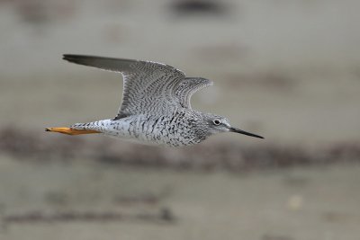 Greater Yellowlegs