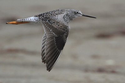 Greater Yellowlegs