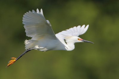 Snowy Egret