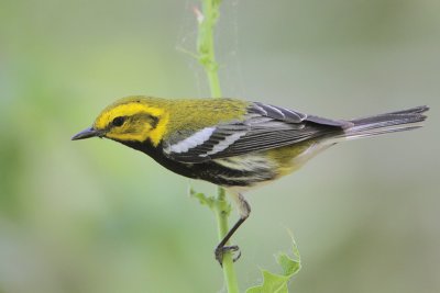 Black-throated Green Warbler