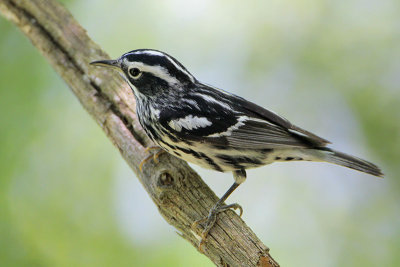 Black-and-white Warbler