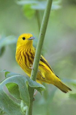 Yellow Warbler