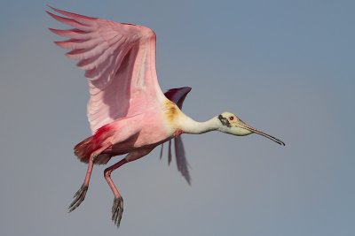 Roseate Spoonbill